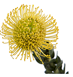 Pincushion Protea  Yellow